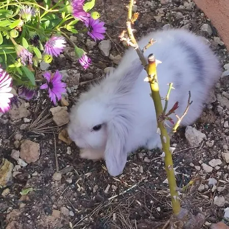 Chateau Angelique Валенсия