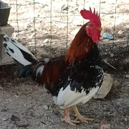 Chateau Angelique Летний дом