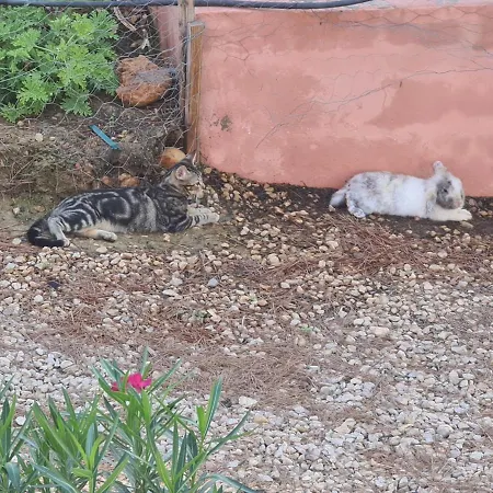 Chateau Angelique * Валенсия